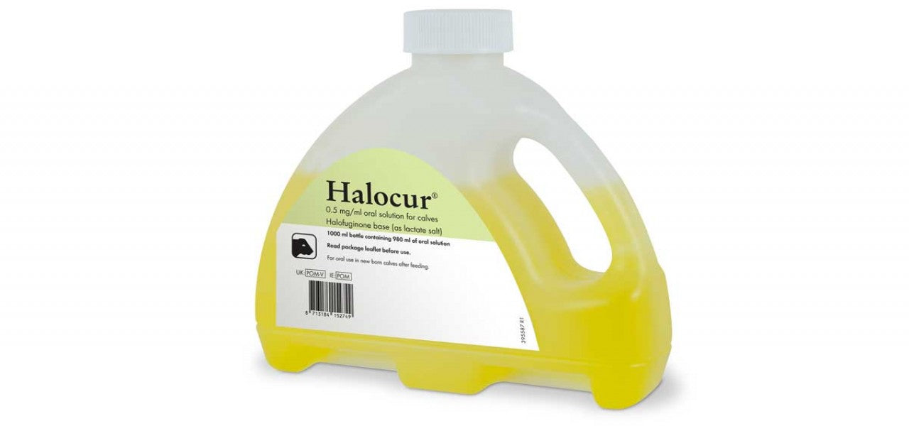 HALOCUR