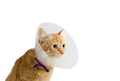 BUSTER clic collar 7.5 cm ( piece)