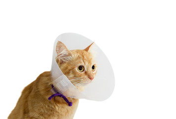 BUSTER clic collar 7.5 cm ( piece)