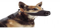 Buster dog nylon muzzle