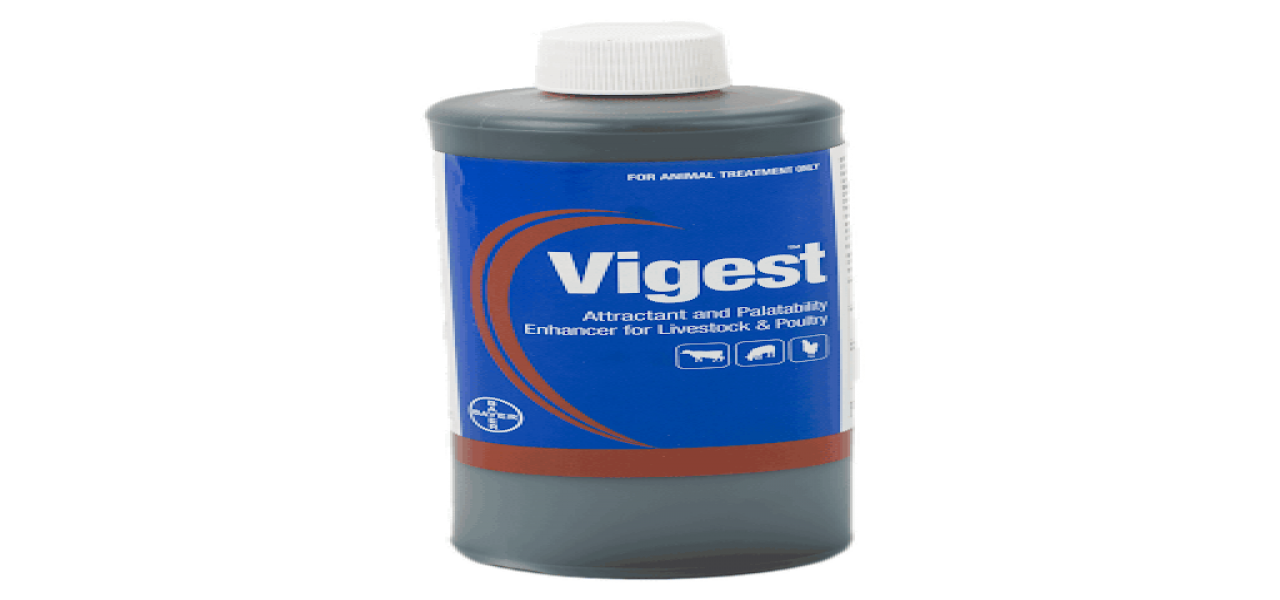 Vigest